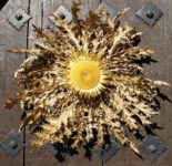 A carlina thistle pinned on a door to protect residents from “the evil eye”