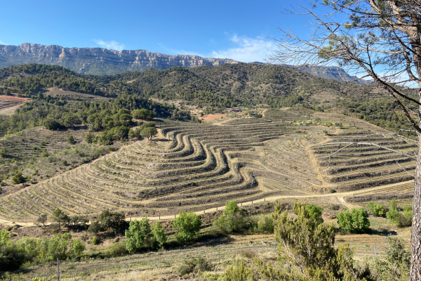 Drought-stricken terraces in Priorat