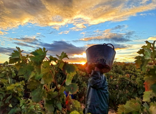 Grape picking in San Vicente de la Sonsierra © Bodegas Sonsierra