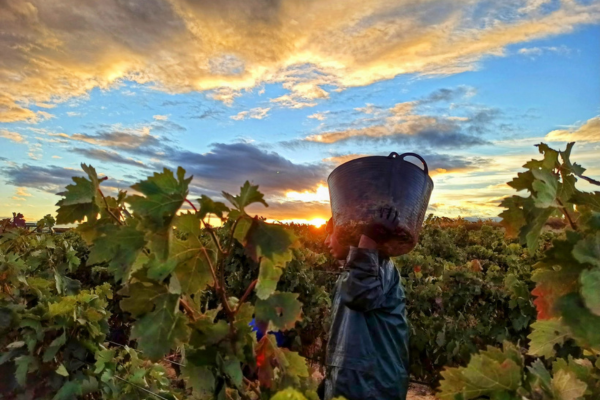 Grape picking in San Vicente de la Sonsierra © Bodegas Sonsierra