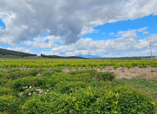 Rain clouds gather over vines in DO Campo de Borja where the vegetation is much greener than usual