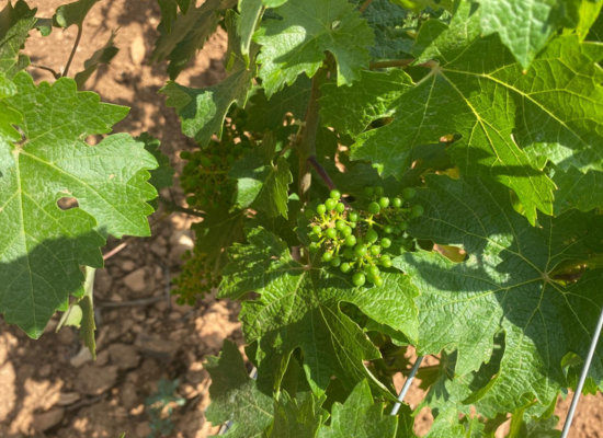 Fruit set in vines Cuenca June 2025